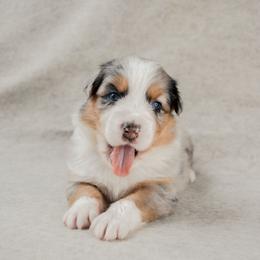 Revere - Blue merle male Australian Shepherd puppy in Aberdeen, North Carolina from Huckleberry Hill Aussies LLC.
