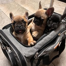 French Bulldog Puppies from Rockstar Kennel
