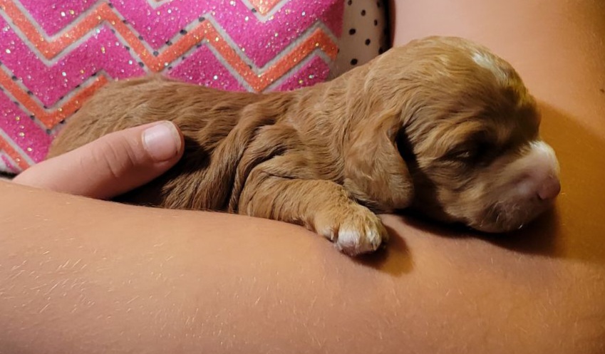 Cockapoo Puppies from Cano Cockapoos