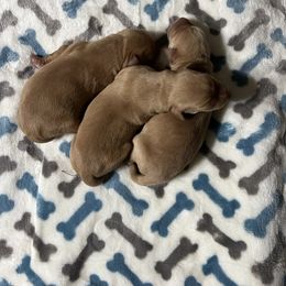 Boy 1 - Yellow male Labrador Retriever puppy in Jacksboro, Texas from J and D Retrievers