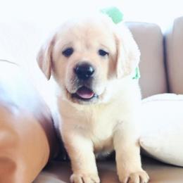 MR. GREEN BonBon-Blue TBD - Yellow male Labrador Retriever puppy in Pasco, Washington from ROCK CREEK LABRADORS