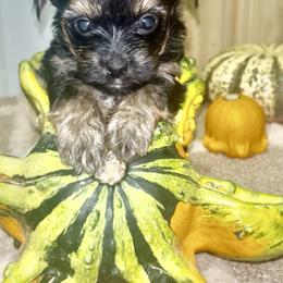 Girl 3 - Black and tan female Yorkshire Terrier puppy in Memphis, Tennessee from Ricketta’s Yorkie Babies