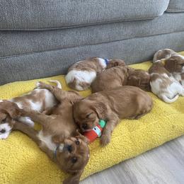 Cavalier King Charles Spaniel Puppies from Heart of a Cavalier