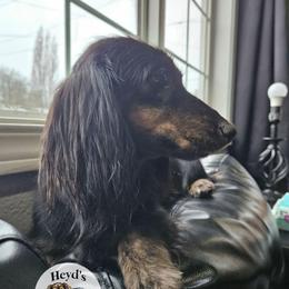 Hara, Sahara - Black and cream female Dachshund puppy in Hoquiam, Washington from Heyd's Mini Dachshunds