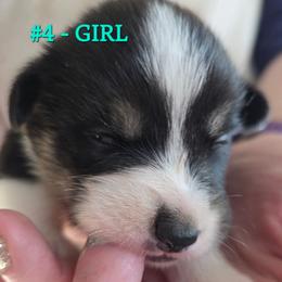 Puppy 4 - Black and tan female Pembroke Welsh Corgi puppy in Buffalo, Wyoming from Diamond K Corgis