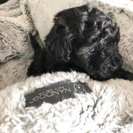 Maltese, Maltipoo, and Poodle Puppies from Healing Pawz LLC
