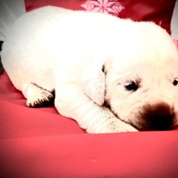Labrador Retriever Puppies from Frost Creek Ranch