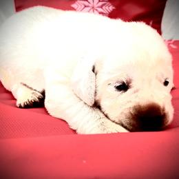Labrador Retriever Puppies from Frost Creek Ranch