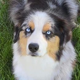 Sky - Australian Shepherd