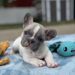 Buster - Tricolors male French Bulldog puppy in Sterling Heights, Michigan from Freshwater Frenchies