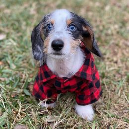 Dachshunds from Hill Country Dachshunds