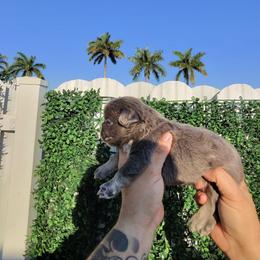 Dachshund and French Bulldog Puppies from Slinky Doxie 305