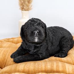 Butterball - Black male Goldendoodle puppy in Mesa, Arizona from Schmidt’s Doxies N Doodles