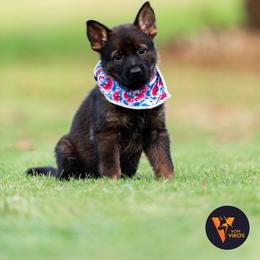 Girl (light pink) - Sable German Shepherd puppy in Buford, Georgia from vom Vikos