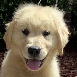 Golden Retriever Puppies from Graceful Golden Retrievers