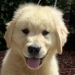 Golden Retriever Puppies from Graceful Golden Retrievers
