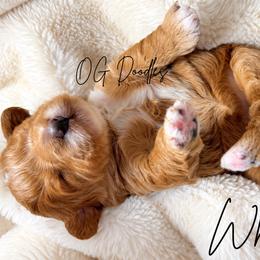 Whirly - Apricot female Goldendoodle puppy in Cleveland, Georgia from The O.G. Doodles
