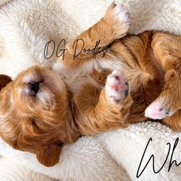 Whirly - Apricot female Goldendoodle puppy in Cleveland, Georgia from The O.G. Doodles