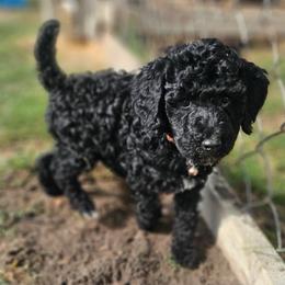 Tate - Apricot male Poodle puppy in Willacoochee, Georgia from Kitandkboodle's Doodles