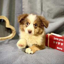Hannah - Red female Miniature American Shepherd puppy in Clinton, Missouri from Mockingbirds American Minis