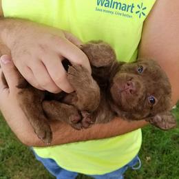 Chesapeake Bay Retriever Puppies from Twin Oak's Chesapeakes