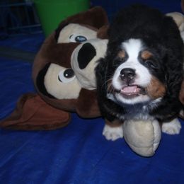 Bernese Mountain Dog Puppies from Baby Bear Bernese Kennel
