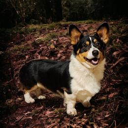 Kona - Pembroke Welsh Corgi