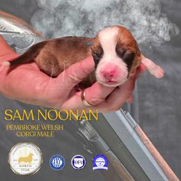 Sam Noonan - Red male Pembroke Welsh Corgi puppy in Fortine, Montana from North Star Pembroke Welsh Corgi's