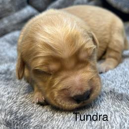 Tundra - Golden female Golden Retriever puppy in New Ringgold, Pennsylvania from Hawk Mountain Doodles