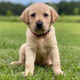 Golden Retrievers, Labrador Retrievers, and Poodles from Dream Pup