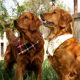 Golden Retriever puppies from Honey Bee Goldens
