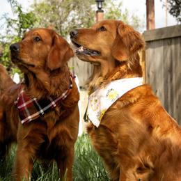Golden Retriever puppies from Honey Bee Goldens