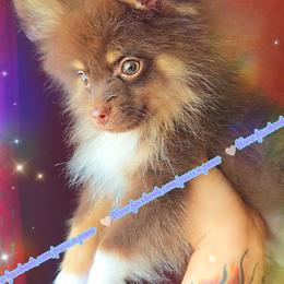 Chocolate and Tan - Chocolate and tan male Pomeranian puppy in Albany, Oregon from Purrs N Poms