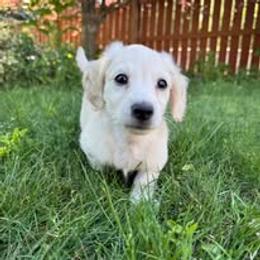 Dachshund Puppies from SWEET HONEY MINI DOXXIES