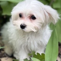 Maltese Puppies from Old Hickory Maltese