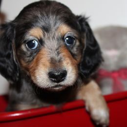 Girl 2 - Blue and tan female Dachshund puppy in Craig, Colorado from Rocky Mountain Shih Tzus and Dry Creek Miniature Dachshunds