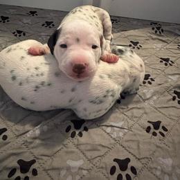 Pumpkin - White and liver brown female Dalmatian puppy in Westworth Village, Texas from Bri’s Spot Garden