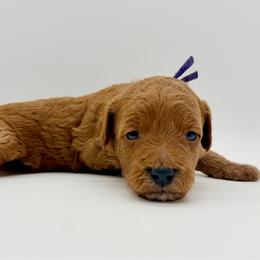 Girl 2 - Red  female Goldendoodle puppy in Philadelphia, Mississippi from Oakie Doodles