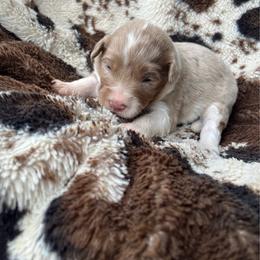 Siesta - Red merle female Aussiedoodle puppy in Cleveland, Tennessee from C&S Kennels