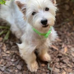 West Highland White Terrier puppies from Creekside Westies