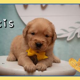 Otis - Dark golden male Golden Retriever puppy in Driggs, Idaho from SK Golden Retrievers