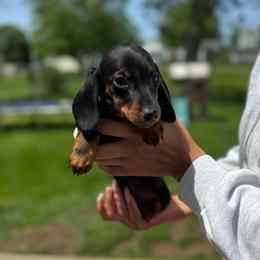 Mia - Black and tan female Dachshund puppy in Mansfield, Ohio from Ohio House of Frenchies