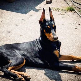 Tulip - Doberman Pinscher