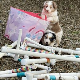 Jordan - Red merle female Australian Shepherd puppy in Ashland, Ohio from SS Australian Shepherds