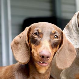 Dachshund All Grown Up from Southern Class with Sass Doxies