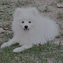 Bentley - White male Pomeranian puppy in St. Louis, Missouri from Saint Louis Pomeranian babies