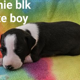 Winnie wide blaze boy - Seal male Italian Greyhound puppy in Phillips, Maine from Maplewood Italian Greyhounds