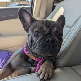 Hazley - French Bulldog