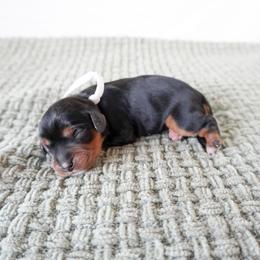 White Girl - Black and tan female Cavalier King Charles Spaniel puppy in Nampa, Idaho from Heart Mountain Cavaliers & Floating Feathers Kennel
