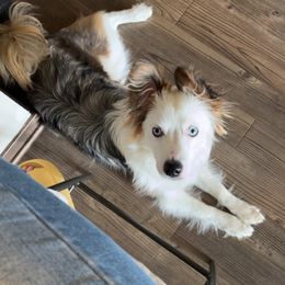 Miniature American Shepherd and Papillon All Grown Up from LS Best Friends